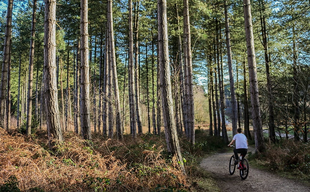 Sherwood Forest, where the riders will pass through on the way to the finish in stage five of the 2022 Tour of Britain